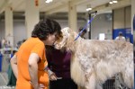 The Seattle Kennel Club, Inc. Dog Show celebrated its 75th year this