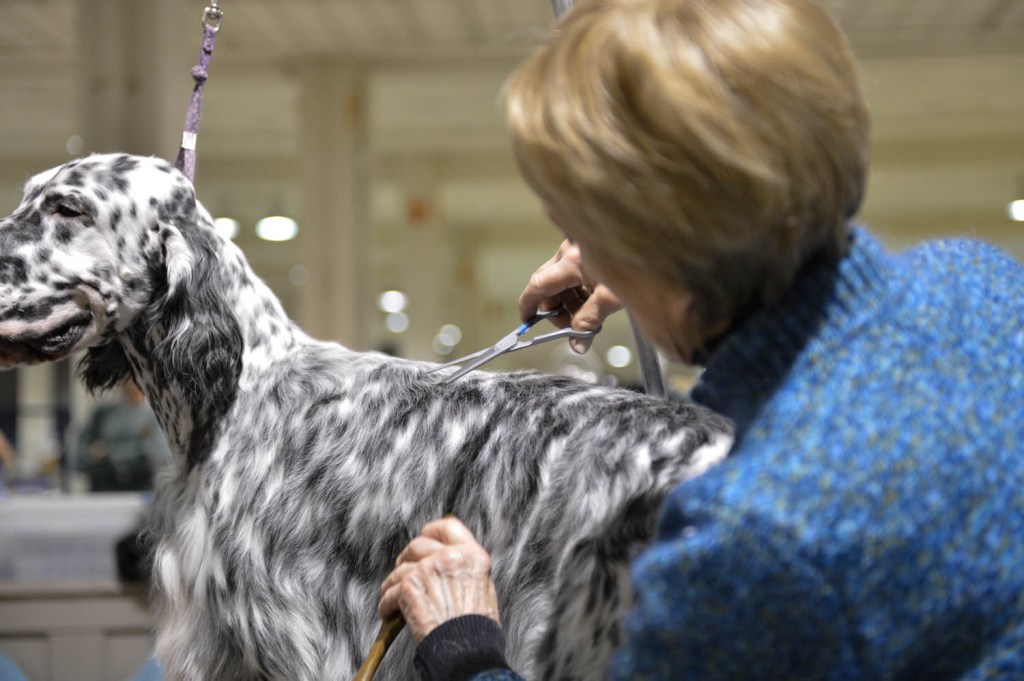 The Seattle Kennel Club, Inc. Dog Show celebrated its 75th year this
