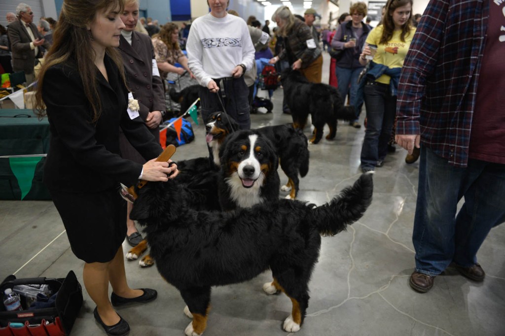 The Seattle Kennel Club, Inc. Dog Show celebrated its 75th year this
