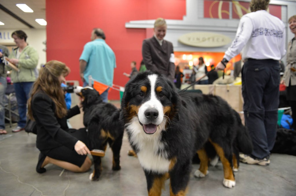 The Seattle Kennel Club, Inc. Dog Show celebrated its 75th year this