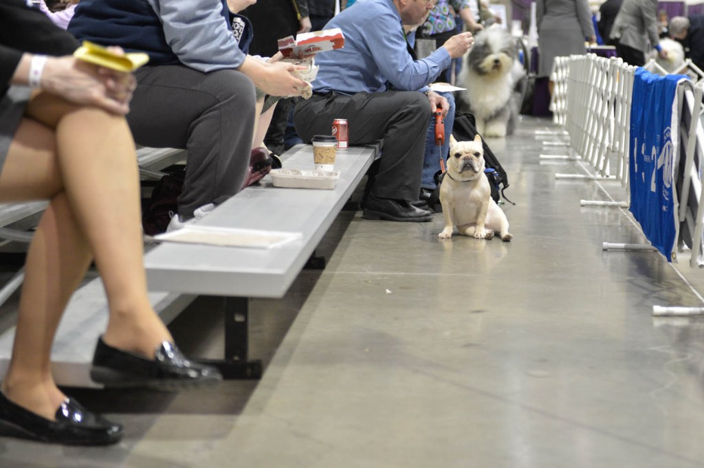 The Seattle Kennel Club, Inc. Dog Show celebrated its 75th year this