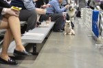 The Seattle Kennel Club, Inc. Dog Show celebrated its 75th year this