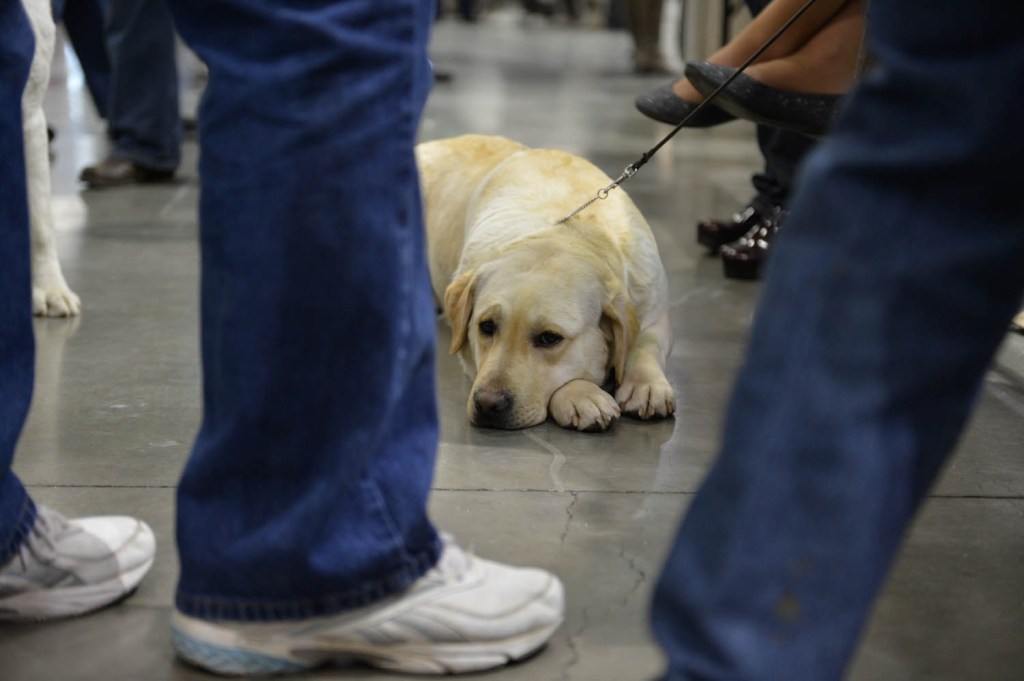 The Seattle Kennel Club, Inc. Dog Show celebrated its 75th year this