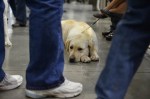 The Seattle Kennel Club, Inc. Dog Show celebrated its 75th year this