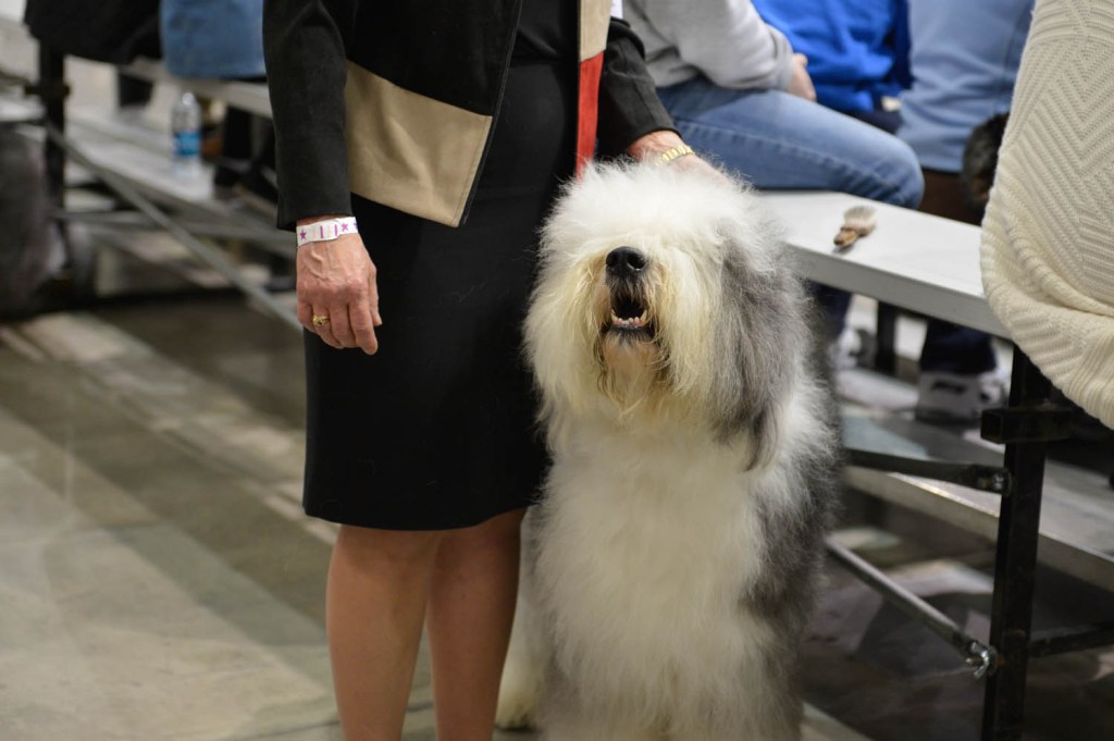 The Seattle Kennel Club, Inc. Dog Show celebrated its 75th year this