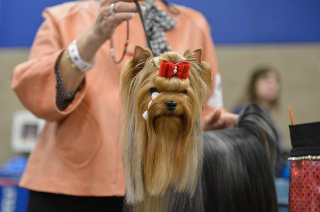 The Seattle Kennel Club, Inc. Dog Show celebrated its 75th year this