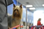 The Seattle Kennel Club, Inc. Dog Show celebrated its 75th year this