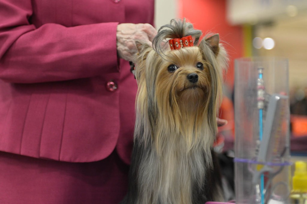 The Seattle Kennel Club, Inc. Dog Show celebrated its 75th year this