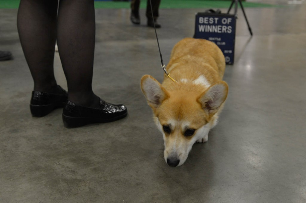 The Seattle Kennel Club, Inc. Dog Show celebrated its 75th year this