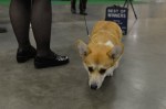 The Seattle Kennel Club, Inc. Dog Show celebrated its 75th year this