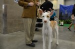 The Seattle Kennel Club, Inc. Dog Show celebrated its 75th year this