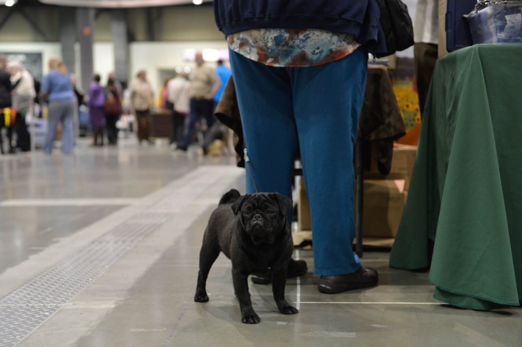 The Seattle Kennel Club, Inc. Dog Show celebrated its 75th year this