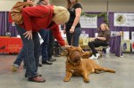 The Seattle Kennel Club, Inc. Dog Show celebrated its 75th year this