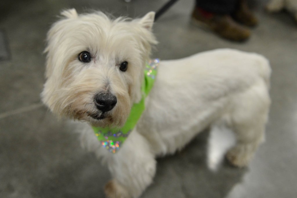 The Seattle Kennel Club, Inc. Dog Show celebrated its 75th year this