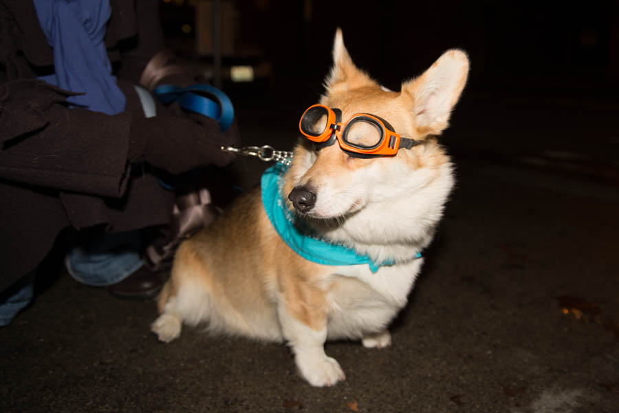 What's the point of having a dog if you can't dress it