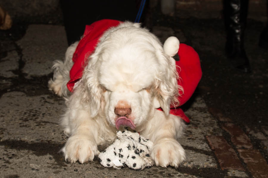 What's the point of having a dog if you can't dress it