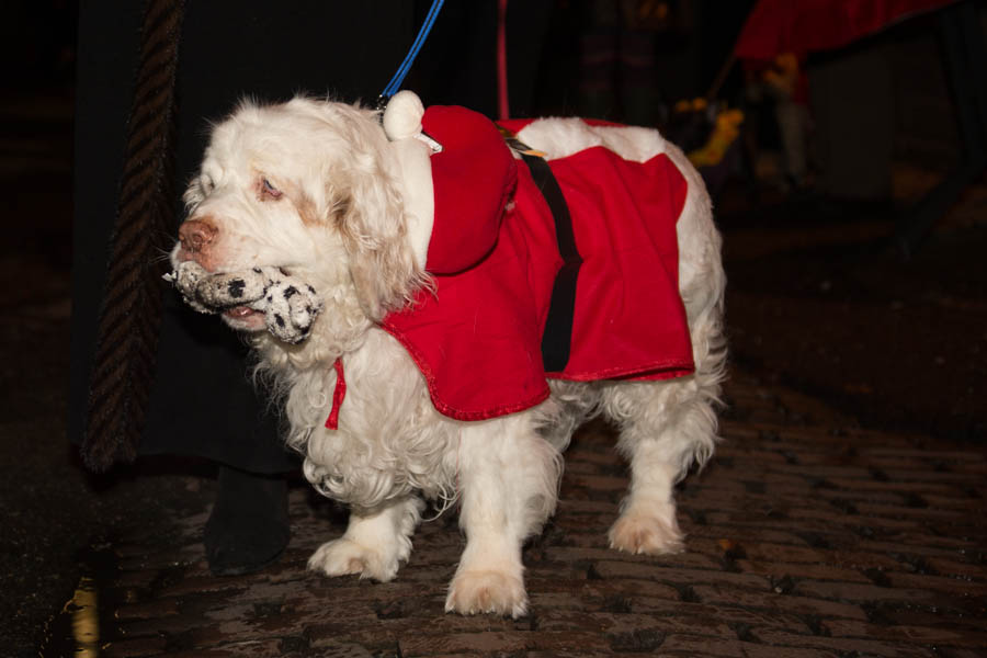 What's the point of having a dog if you can't dress it