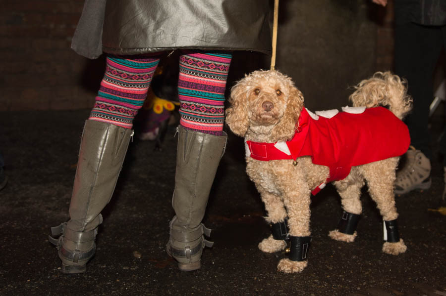 What's the point of having a dog if you can't dress it