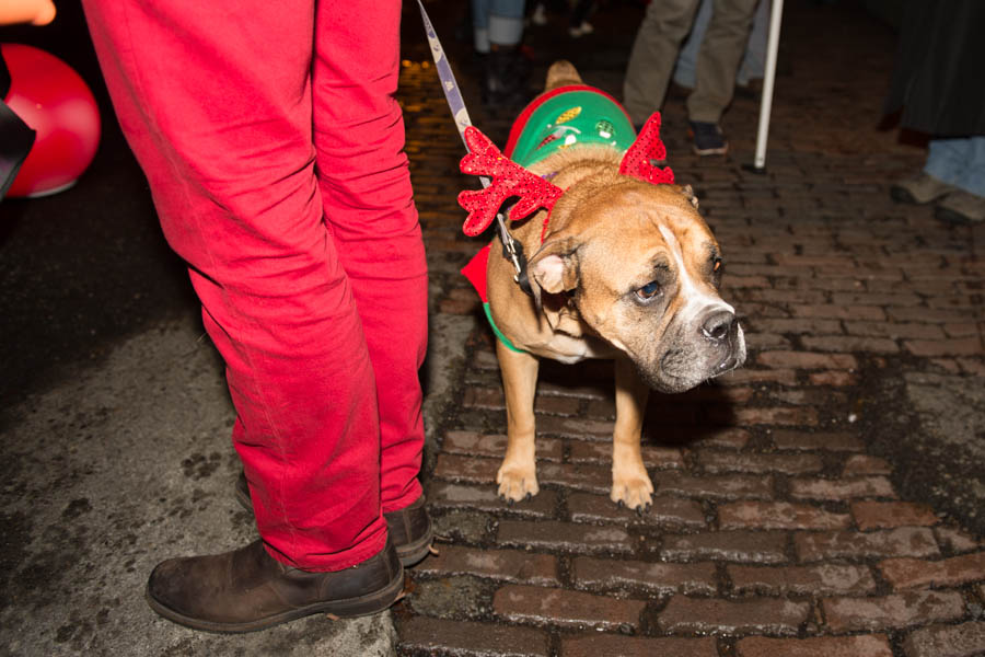 What's the point of having a dog if you can't dress it