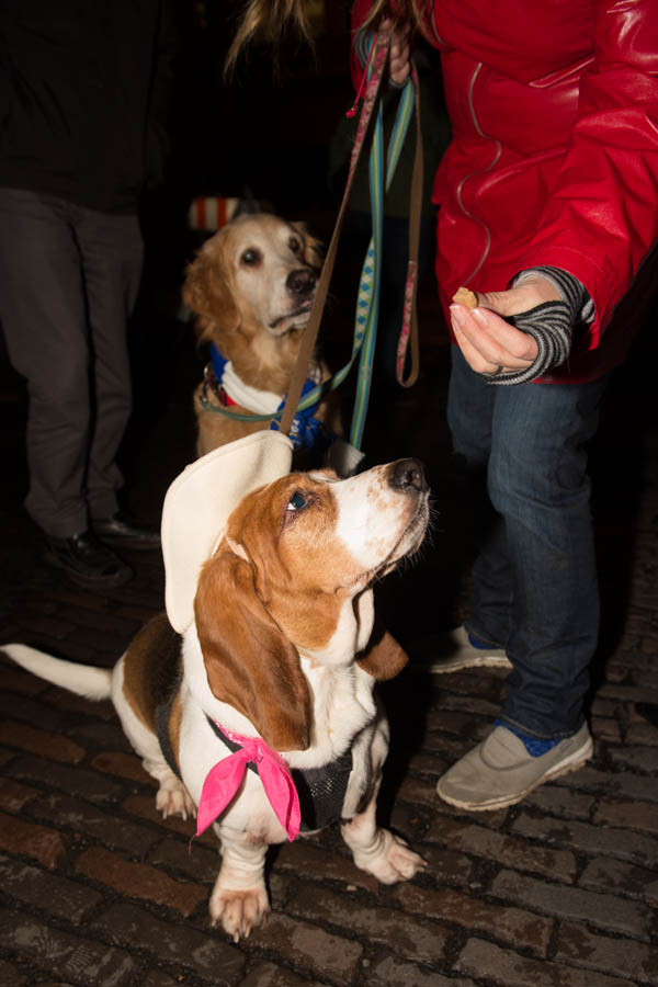 What's the point of having a dog if you can't dress it