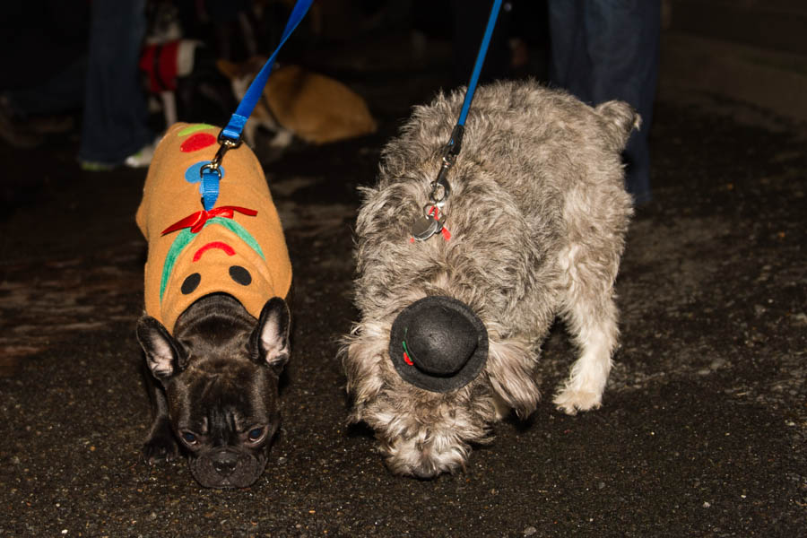 What's the point of having a dog if you can't dress it