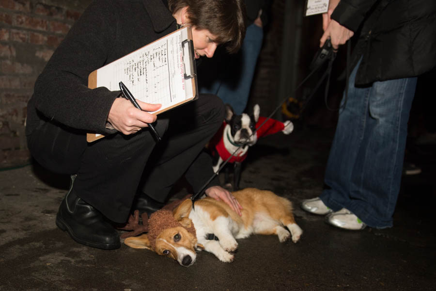 What's the point of having a dog if you can't dress it