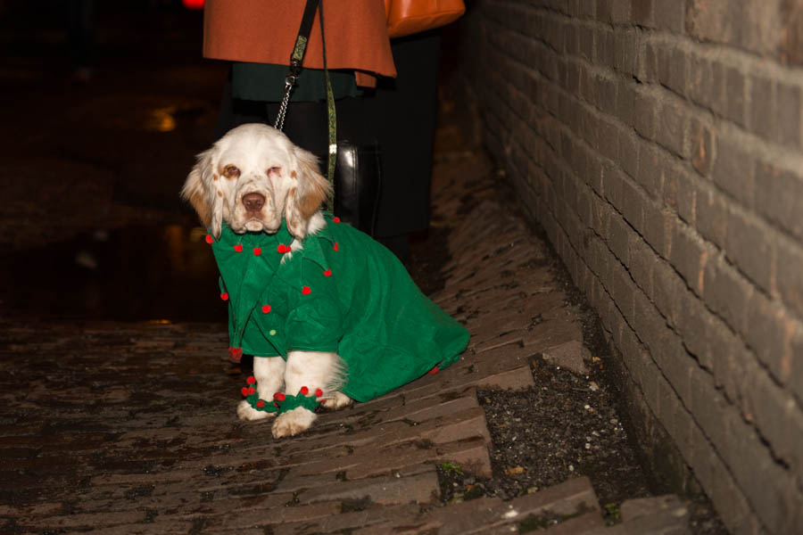 What's the point of having a dog if you can't dress it