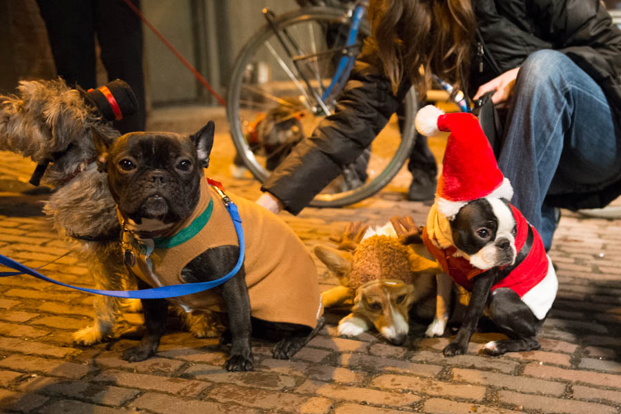 What's the point of having a dog if you can't dress it