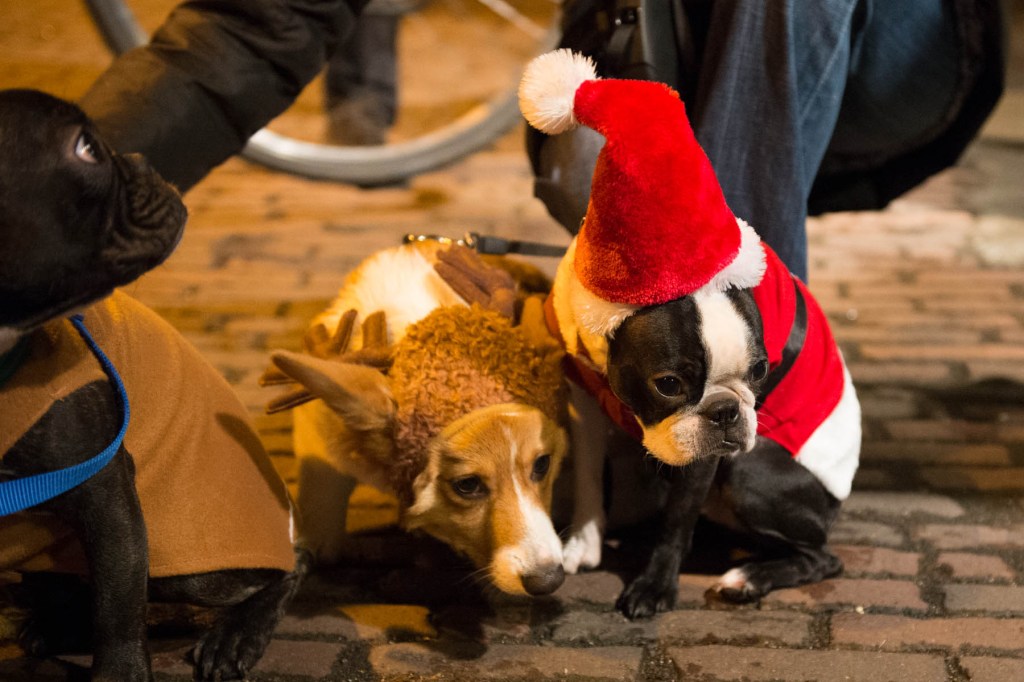 What's the point of having a dog if you can't dress it