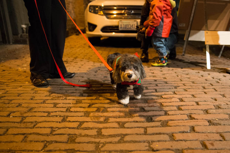 What's the point of having a dog if you can't dress it