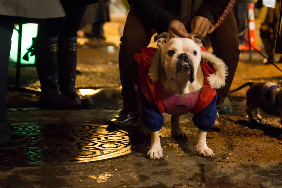 What's the point of having a dog if you can't dress it