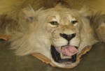 A lion head: Man Arrested on Burglary Charges Tells Police He Traded Crack for Stuffed Lion Head