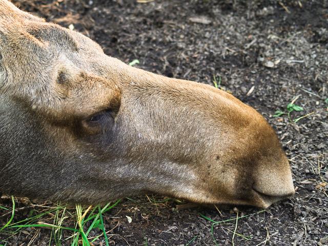 A severed elk head: Want Fries with That? Severed Elk Head and Bag Full of Guts Reportedly Found in Jack in the Box Dumpster
