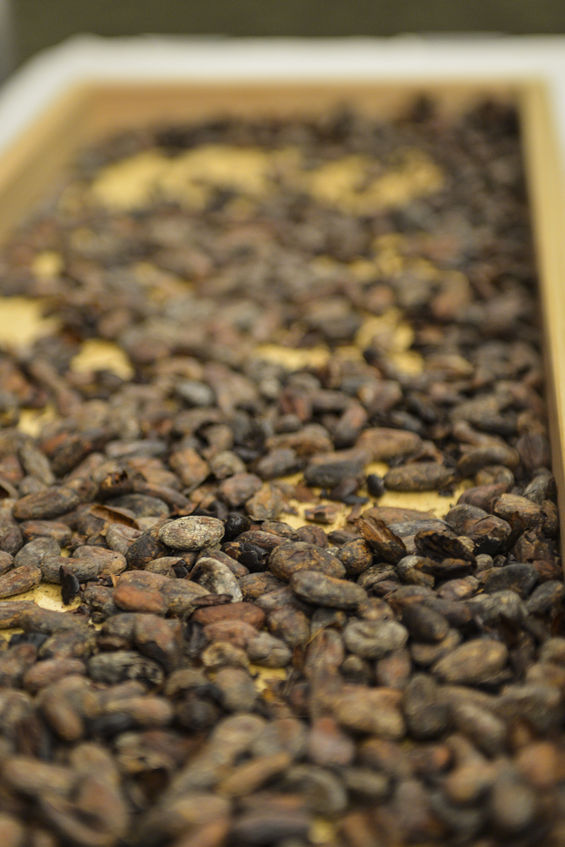 Northwest Chocolate Festival