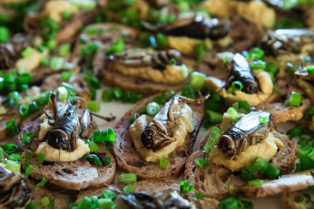 Cambodian Cricket Crustini