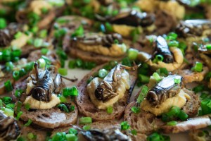 Cambodian Cricket Crustini