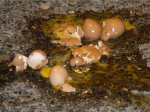 Despite complaints, it was not hot enough to fry eggs on the sidewalk Saturday.
