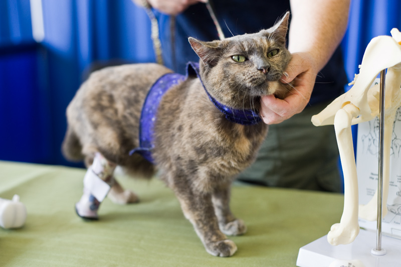 Nora made an appearance with owner Heather Kmitta.  She wanted to prove that she can hang with the dawgs too.