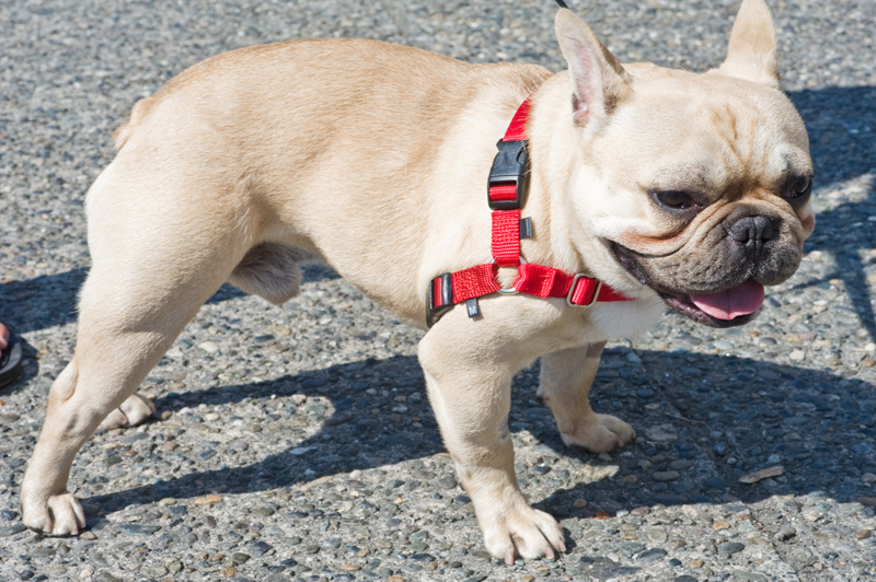 Gizmo with owner Christopher Basillio.