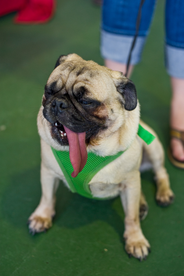 Franklin lets his tongue hang low with owner Paula Johnson.