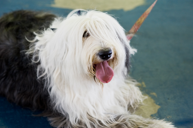 Jellybean lies shaggy with owner Lucia Lanzolla.