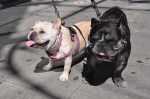 These little beauties were named The Lovely Ms. Olivia and Sir Oliver The Belltown Bully, and their owner called himself DJ Scratchatory Rape!