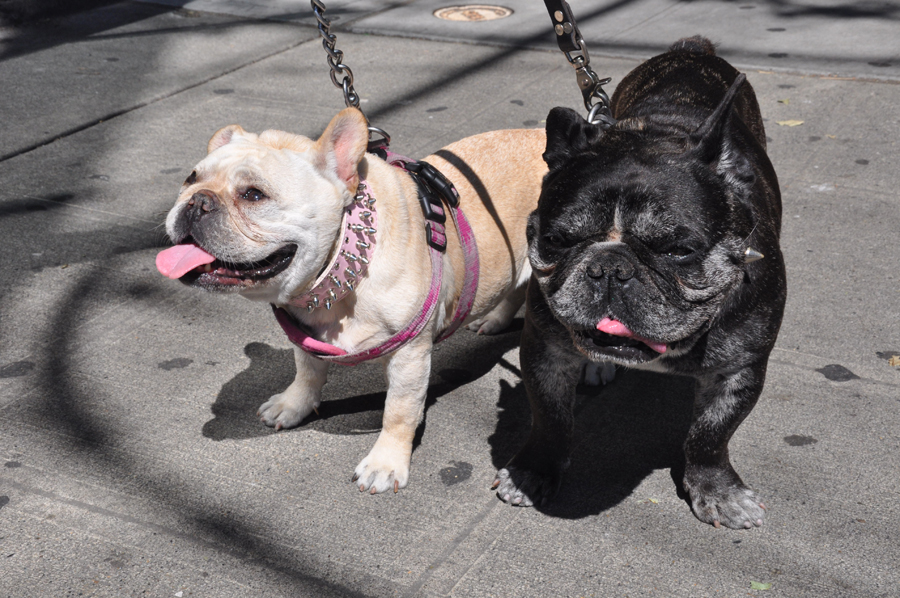 These little beauties were named The Lovely Ms. Olivia and Sir Oliver The Belltown Bully, and their owner called himself DJ Scratchatory Rape!