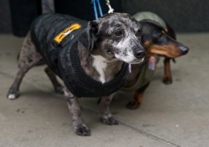 Two contenders before the big race