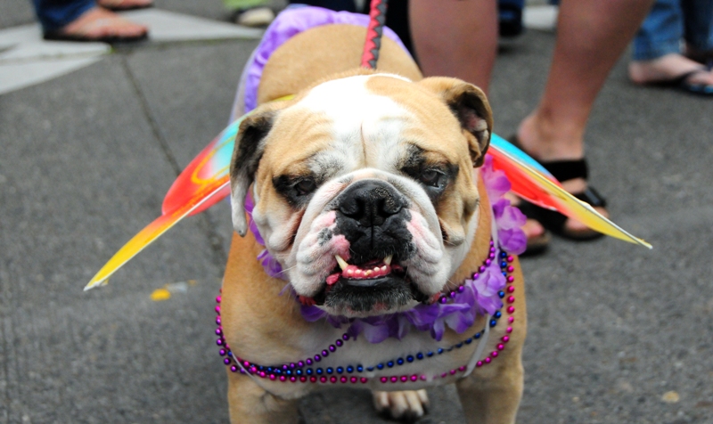 Tum-Tum was dressed as a fairy by Stephanie Taylor.