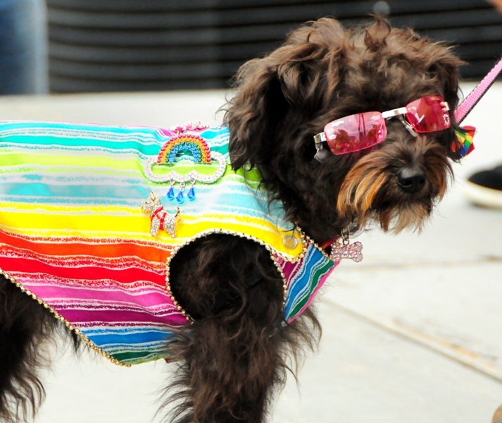 This contest finalist sports red doggie sunglasses.