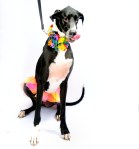 Barney Geoffrey, owned by Steph Moynihan and Casey Soherer.