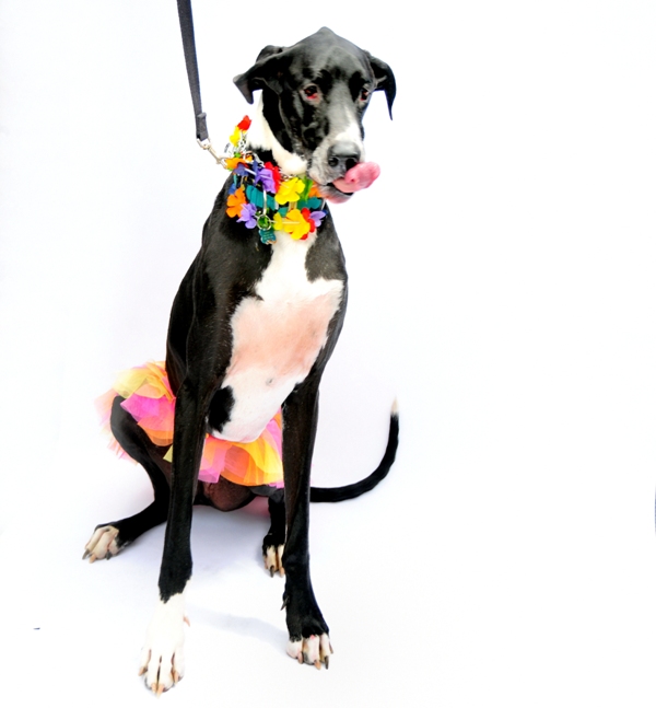 Barney Geoffrey, owned by Steph Moynihan and Casey Soherer.