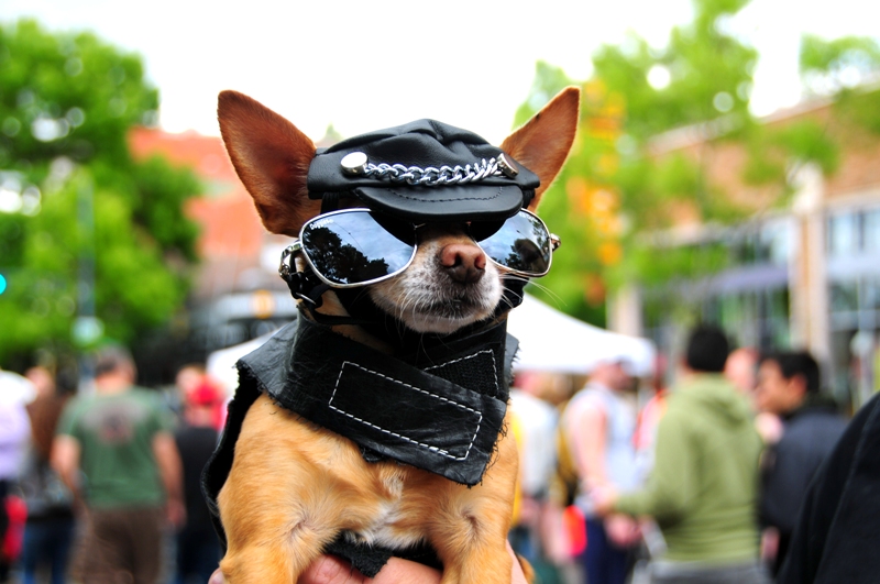 Peanut Malch, a Doggie Drag show contest finalist!