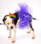 Orlando in full regalia.